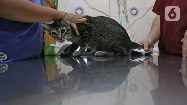 Sterilisasi dan Vaksin Kucing Gratis Menyambut Hari Rabies