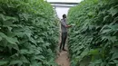 Abdullah Abu Halima bekerja di pertanian hidroponik miliknya di Kota Beit Lahia, Jalur Gaza utara (25/11/2020). Petani Palestina tersebut menanam selada, brokoli, kacang-kacangan, peterseli, daun bawang dan jenis sayur lainnya dengan metode irigasi khusus. (Xinhua/Rizek Abdeljawad)
