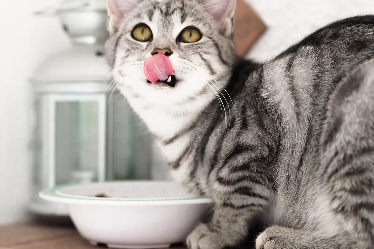 Ilustrasi kucing, makanan kucing