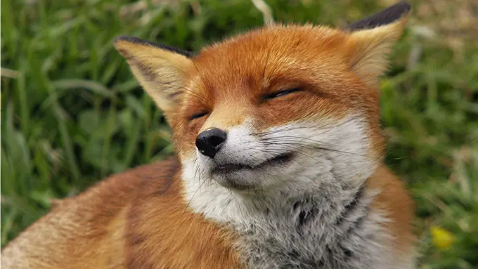 Terkenal Sebagai Makhluk Liar, Rubah Ini Malah Minta Dimanja