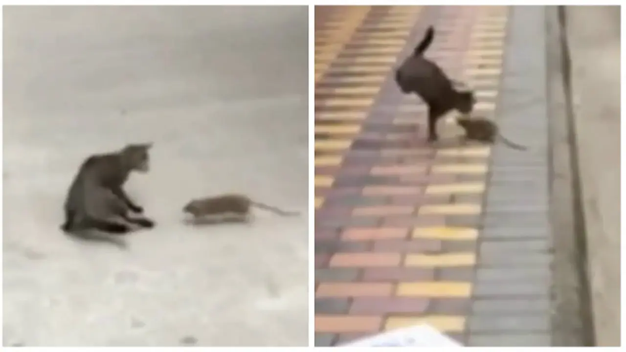 Kucing Ini Takut Berburu Tikus *VIDEO