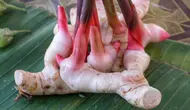 Cara Menyimpan Lengkuas agar Tahan Lama dan Tidak Mengering, Perhatikan 6 Langkah Ini