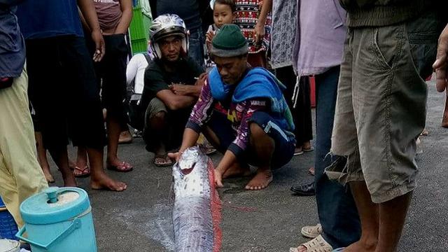 Nasib Ikan Mitos Pertanda Gempa yang Hebohkan Tempat Pelelangan