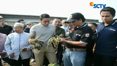 Naiknya harga bawang merah ditengarai akibat kurangnya pasokan hasil panen.