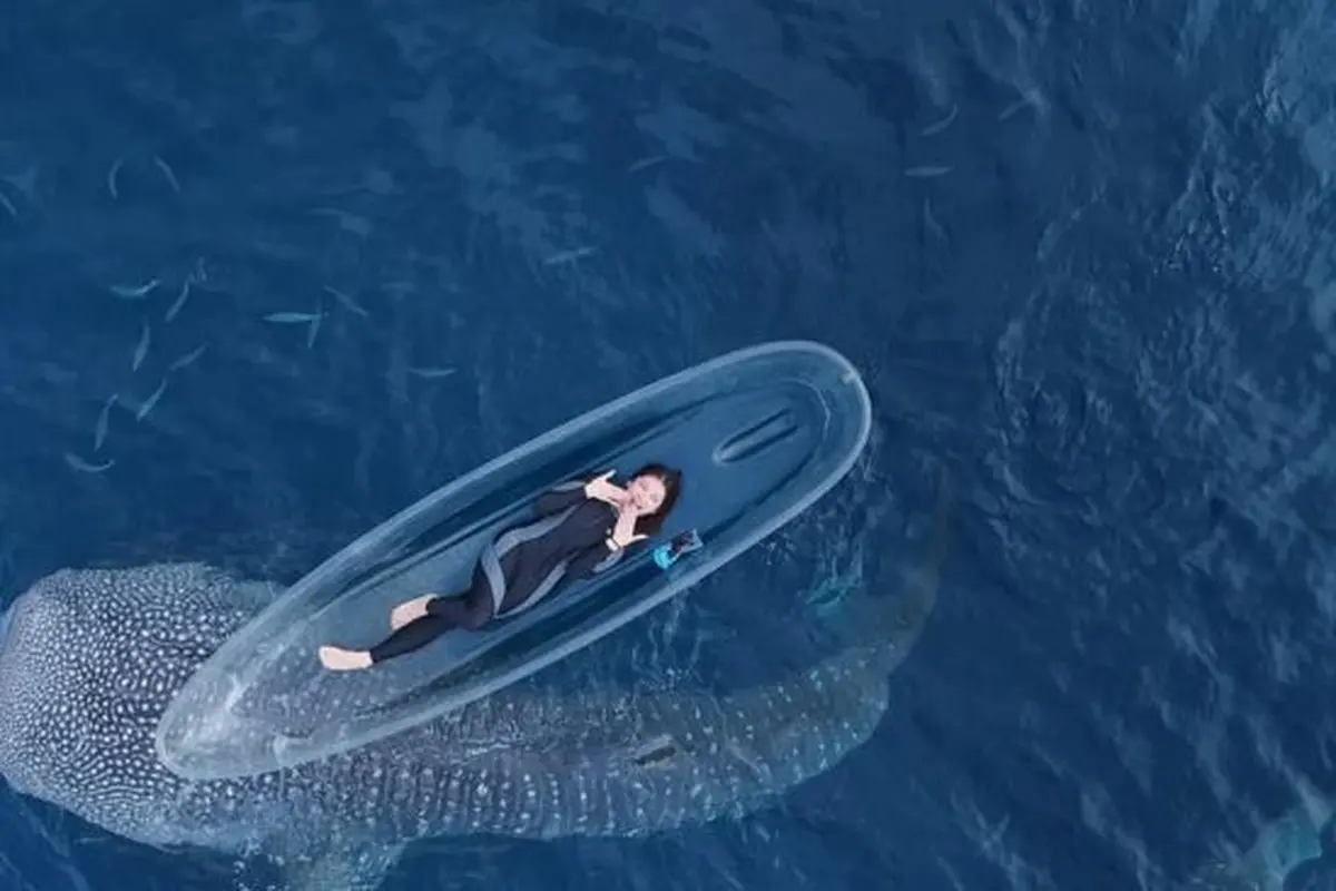 Potret Tiara Andini Berenang Bareng 2 Hiu Paus di Gorontalo. (instagram/tiaraandini)