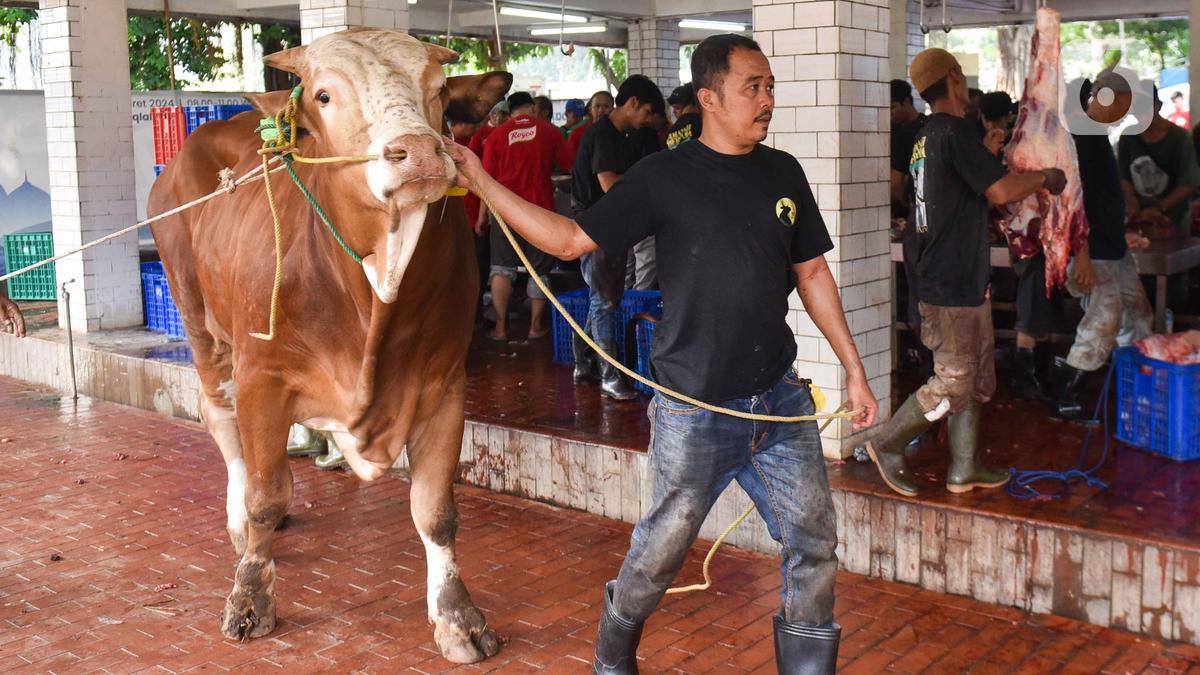 Pakar IPB Ungkap Cara Puasa dan Minum yang Tepat untuk Hewan Kurban agar Daging Berkualitas