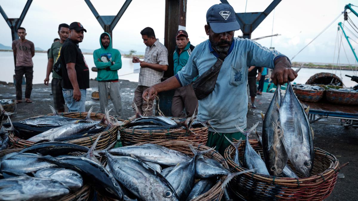 Daftar Stok Ikan RI, Cakalang Paling Banyak