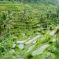 Ubud, Bali. (indosurflife.com)