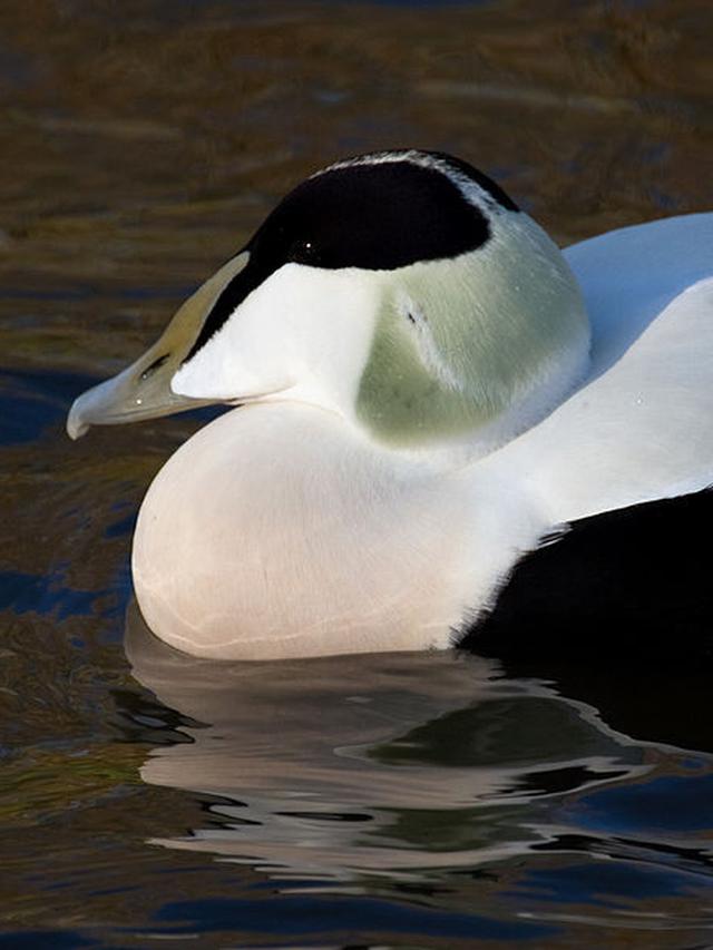 Ilustrasi bebek eider | Wikimedia Commons