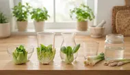 Cara Menanam Sayuran dari Sisa Dapur di Air, Ini 5 Tanaman yang Bisa Dimanfaatkan Sisanya