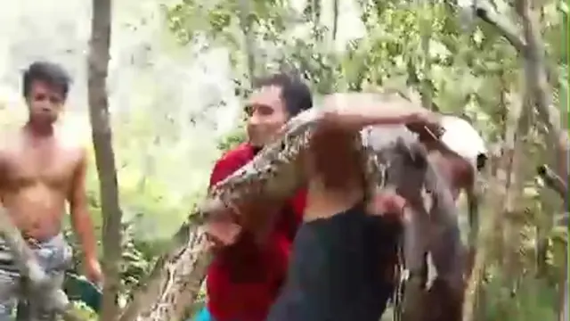 Warga menangkap ular piton di Muna, dengan panjang 10 meter nyaris menerkam petani.