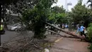 Pohon yang tumbang itu jatuh melintangi trotoar dan hampir seluruh badan jalan (Liputan6.com/Johan Tallo)