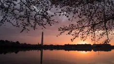 Pemandang pohon sakura yang bermekaran di dekat Tidal Basin saat matahari terbit di Washington, DC, (4/4). Keindahan pohon Sakura yang bermekeran menandai dimulainya musim semi di Washington. (AFP Photo/Saul Loeb)