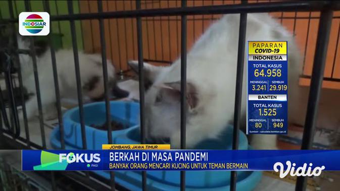 Berita Ternak Kucing Hias Hari Ini Kabar Terbaru Terkini