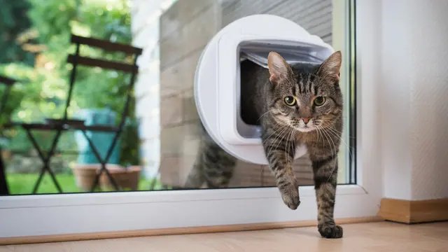 8 Hal Unik dan Menarik dari Kumis Kucing yang Perlu Cat Lovers Ketahui
