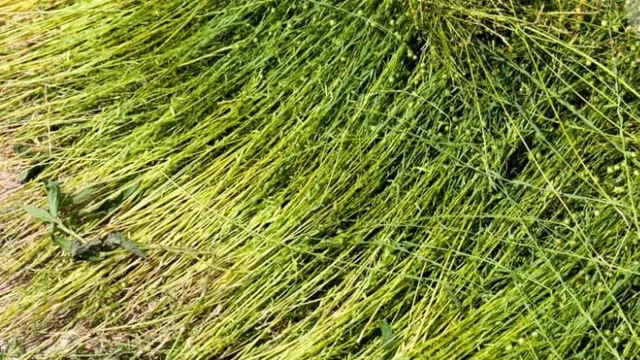 Rumput Serat Optik, Aksen Unik yang Cocok untuk Taman Hujan