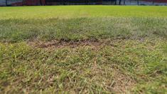 Kondisi rumput Stadion Utama Gelora Bung Karno (SUGBK) yang akan digunakan sebagai salah satu dari 6 venue Piala Duna U-20 2023 nyatanya mengalami kerusakan setelah sempat digunakan menggelar dua konser musik penyanyi Raisa dan grup vokal Black Pink. Kerusakan rumput terpantau saat kunjungan Ketua Umum PSSI, Erick Thohir beserta dua Waketum Zainudin Amali dan Ratu Tisha Destria dalam rangka meninjau kesiapan SUGBK untuk menggelar ajang Piala Dunia U-20 2023 yang tinggal tiga bulan lagi. Berikut ini beberapa foto yang menunjukkan kerusakan rumput SUGBK pada Senin (13/3/2023). (Bola.com/M Iqbal Ichsan)