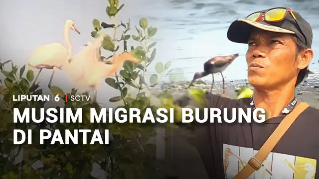 Musim Migrasi Burung di Pantai
