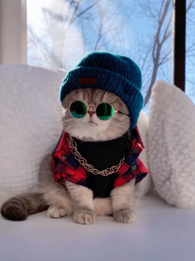 Pakai Kostum Lucu, Ini 6 Potret Kucing saat Jadi Model Ini Bikin Gemas