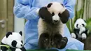Seorang pegawai kebun binatang mengangkat anak panda yang dipamerkan pertama kalinya di Nasional Zoo, Kuala Lumpur, Malaysia, Selasa (17/11). Panda tersebut terlahir dari pasangan panda Liang Liang dan Xing Xing. (REUTERS/Olivia Harris)