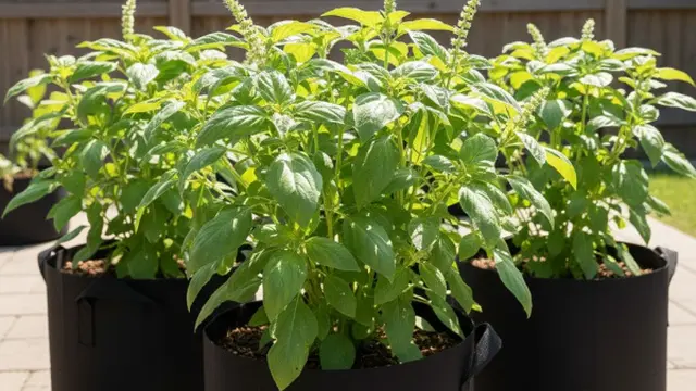 Ilustrasi Tanaman Kemangi/Gemini AI