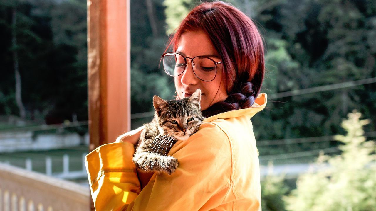 Ilustrasi Memelihara Kucing