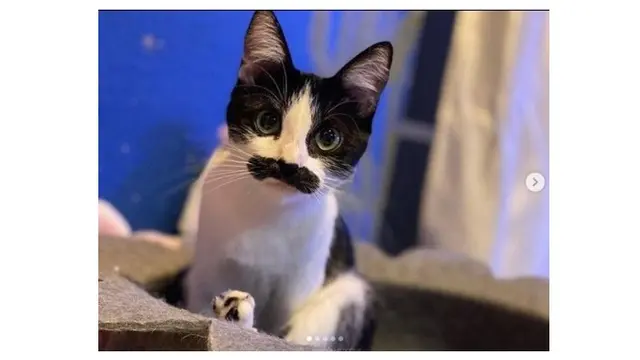 6 Potret Hewan Punya Kumis Tebal Ini Tampak Unik, Curi Perhatian