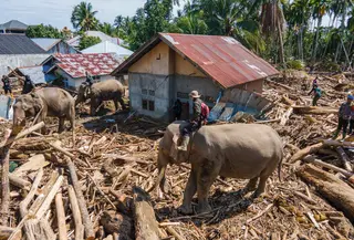 Pengerahan hewan ini untuk mempercepat proses pembersihan material sisa banjir bandang, terutama kayu-kayu gelondongan, yang menutupi kawasan permukiman warga. Tampak foto menunjukkan pandangan udara ketika tim pencari dan penyelamat gabungan mengerahkan gajah Sumatra untuk membantu membersihkan puing-puing pohon pasca banjir bandang di Meureudu, Kabupaten Pidie Jaya, Provinsi Aceh, pada Senin 8 Desember 2025. (CHAIDEER MAHYUDDIN/AFP)