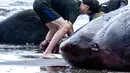 Pihak berwenang dan relawan setempat masih berupaya mencari penyebab utama terdamparnya paus sperma di Pantai Hirasuna, Prefektur Chiba, Jepang. (Philip FONG/AFP)
