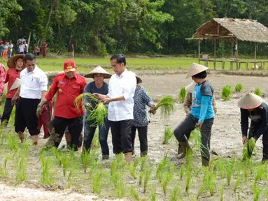 Presiden Jokowi memimpin penanaman padi di Ngara Kecamatan Mandor Kabupaten Landak, Kalimantan Barat, Selasa (20/1/2015). (Rumgapres/Agus Suparto)