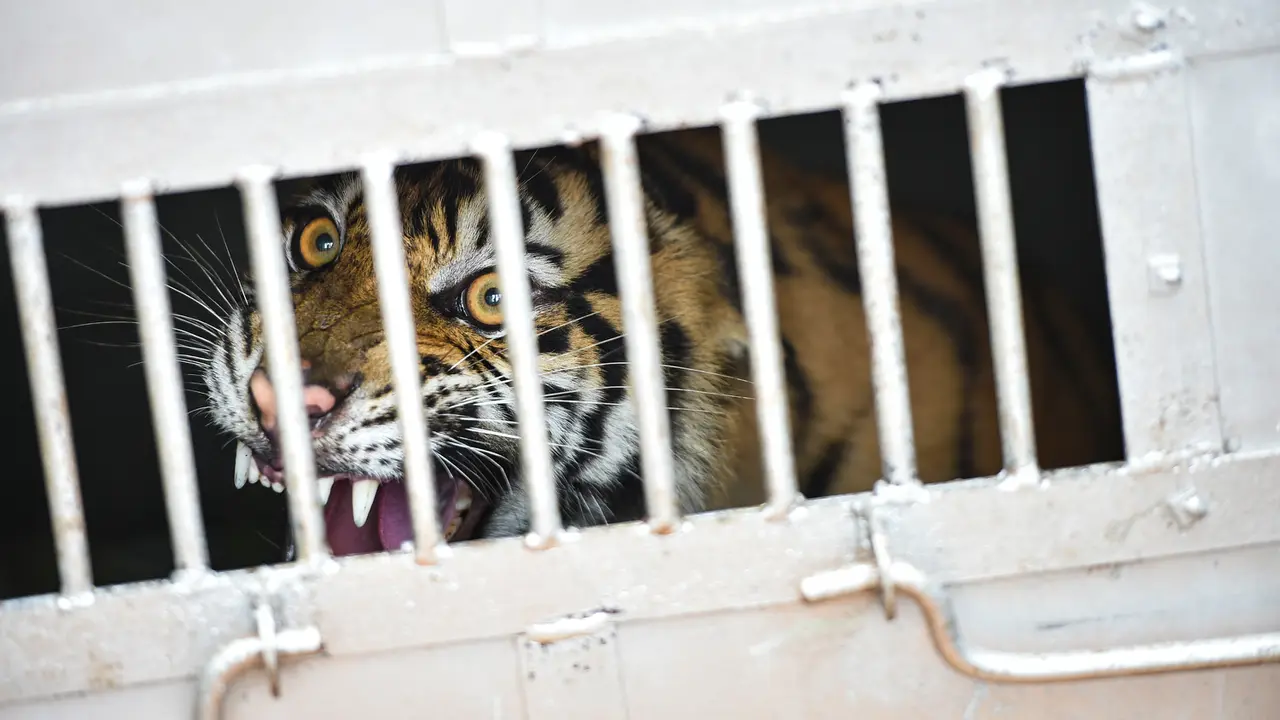 BKSDA Aceh Tangkap Harimau Sumatera
