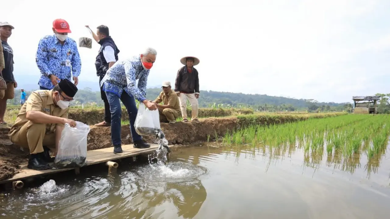 Gubernur Jawa Tengah meninjau sentra budidaya mina padi di Panembangan, Banyumas. (Foto: Liputan6.com/Humas Pemkab Banyumas)