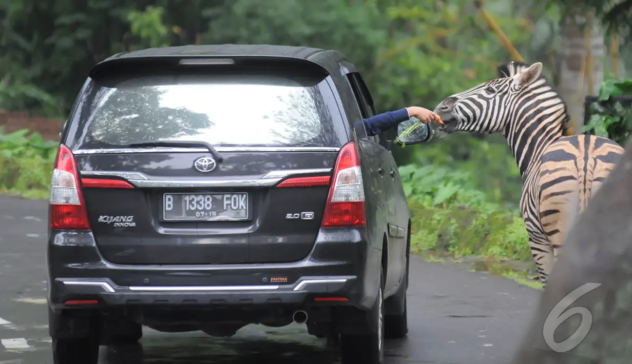 <p>Libur panjang perayaan Natal dan Tahun baru 2015, sejumlah wisatawan lokal memadati Taman Safari Indonesia, Bogor, (25/12/14). dari dalam mobil Pengunjung bisa memberikan makanan ke beberapa koleksi hewan yang ada di TSI. (Liputan6.com/Herman Zakharia)</p>