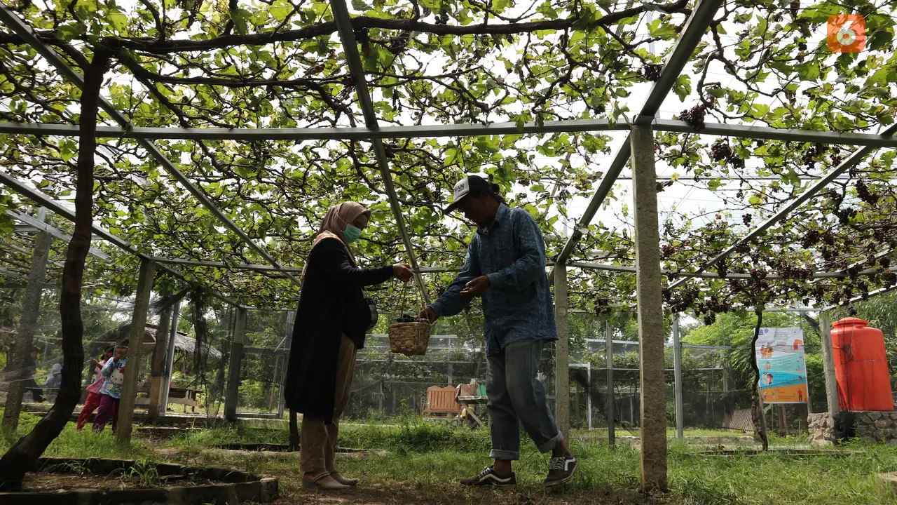 kebun anggur Pua Mbaso Farm & Stone Garden