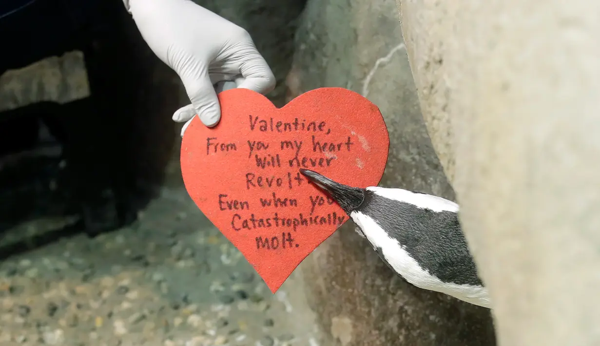 Penguin Afrika mengambil kartu valentine berbentuk hati di California Academy of Sciences, San Francisco, Rabu (12/2/2020). Penguin secara alami membangun sarang menggunakan kartu ucapan dari bahan itu dan menarik lawan jenis untuk meningkatkan populasi mereka yang terancam punah. (AP/Jeff Chiu)