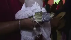 Saat prosesi pernikahan, buaya itu dipakaikan pakaian berwarna putih seperti gaun pengantin.