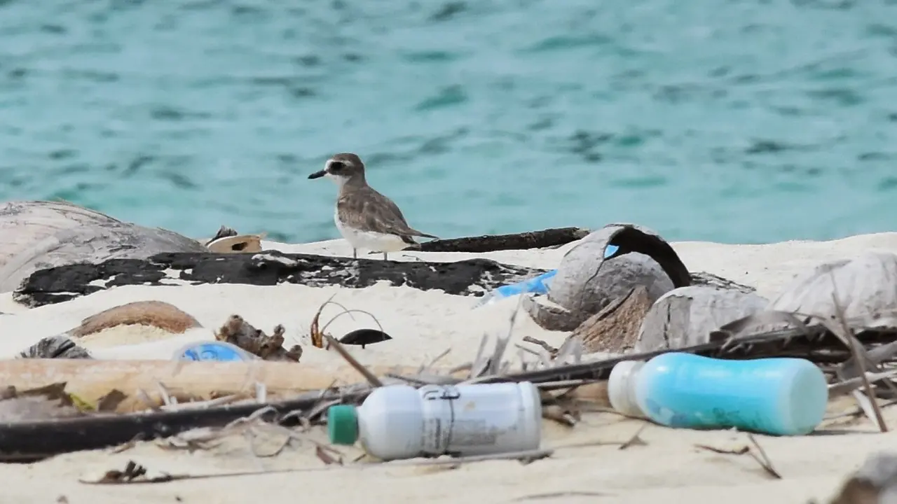 Menjaga Cagar Alam Laut Karimata dengan Sensus Burung Air