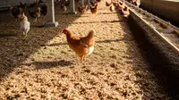 Cara Paling Mudah Membuat Pupuk Kandang dari Kotoran Ayam untuk Pemula
