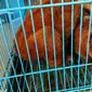 Kukang, salah satu primata langka yang diperjualbelikan secara ilegal di Riau. (M Syukur/Liputan6.com)