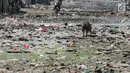 Seekor kambing mencari makan dari sampah rumah tangga di permukiman kumuh Muara Baru, Penjaringan, Jakarta, Selasa (3/9/2019). Sulitnya mencari rumput di Ibu Kota menyebabkan peternak membiarkan kambing-kambing mereka memakan sampah rumah tangga. (Liputan6.com/Faizal Fanani)