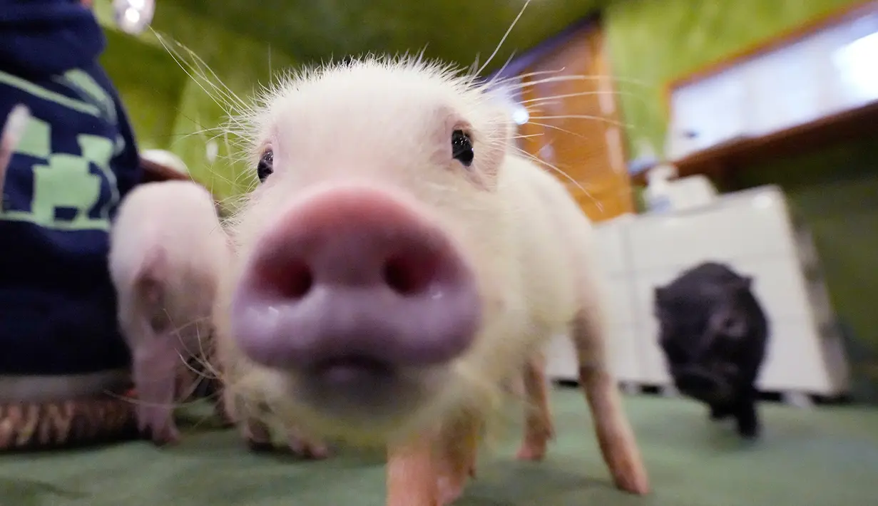 Babi berukuran kecil ini sangat lucu dan menggemaskan. Makanya, banyak sekali orang yang ingin memilikinya. (AP Photo/Eugene Hoshiko)