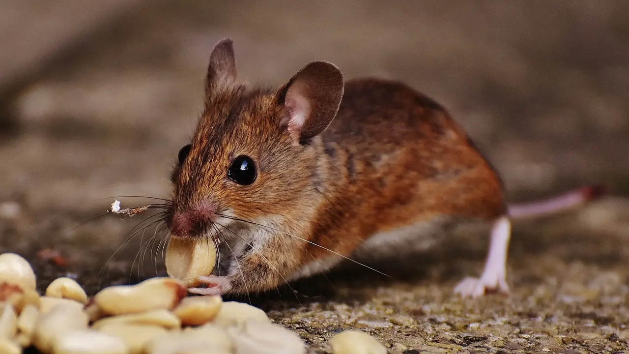 [Fimela] Tikus