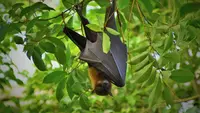 3 Mitos Virus Nipah yang Picu Ketakutan Berlebihan, Ini Faktanya