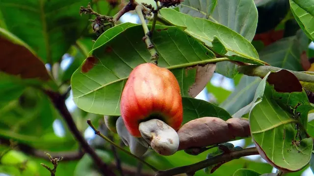 Ilustrasi jambu monyet