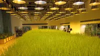 Inovasi Jepang menanam padi di dalam ruangan (gedung). (Sumber: Kono Designs / Siakap Keli)