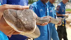 Tim penyelamat berjuang sekitar satu jam untuk menangkap ular king cobra sepanjang empat meter di Thailand. (HO / KRABI PITAKPRACHA FOUNDATION / AFP)