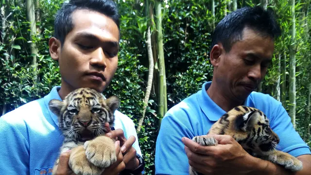Harimau Benggala