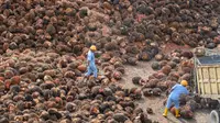 Tandan buah segar di pabrik pengolahan kelapa sawit (Foto: PT Austindo Nusantara Jaya Tbk/ANJT)