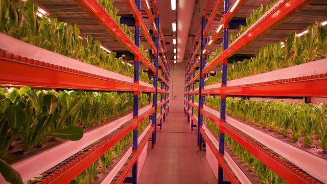 Dubai Punya Pertanian Vertikal Terbesar di Dunia