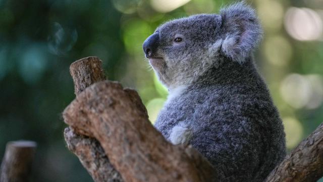 Koala liar pertama ditangkap dan divaksinasi terhadap klamidia